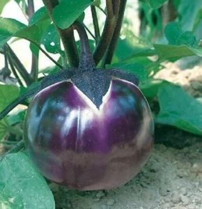 Peach Aubergine - Eggplant - 20+ seeds - Semillas - Graines - Samen So 041 - Picture 1 of 1
