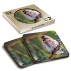 2 x Boxed Square Coasters - Redpoll Redcap Bird Birds Nature  #24098