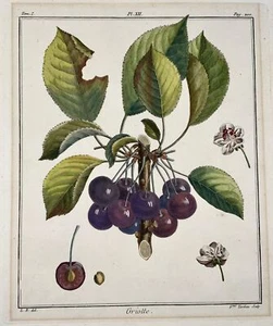 1768 Cherries, Duhamel du Monceau, large quarto, fruit, hand colour, - Picture 1 of 3