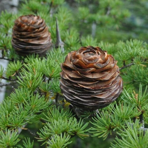 Cedrus libani (Lebanon Cedar) Tree Seeds, Long Lifespan, Aromatic Wood - Picture 1 of 4