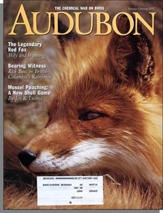 Audubon - 1997, January - The Legendary Red Fox, British Columbia's Rainforest - Picture 1 of 3