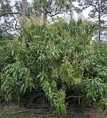 Árbol MANGO PHOENIX Injertado Raro Maceta de 3 Galones Listo para Frutar Envío UPS Durante la Noche Foto 1 de 4