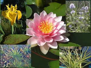 Starter Pack Pond Plants Water Lily Marginal Reed Rush Grass Aquatic Bog Iris - Picture 1 of 14