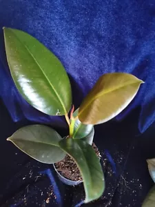 Ficus Robusta rubber plant 30-40cm tall 12cm dia pot bottle green - Picture 1 of 6