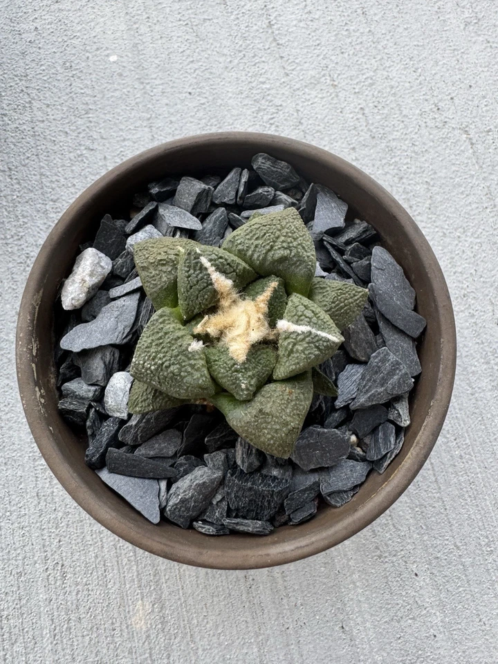 Ariocarpus SEED GROWN - Image 1 of 1