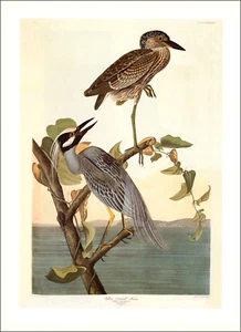 1997 Vintage Druck gelb gekrönter Nachtreiher Vogel Illustration Bild Audubon - Bild 1 von 4