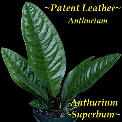 ~SUPERBUM~ Anthurium SPECTACULAR Patent Leather Leaves Live 18-30+" Potted PLANT - Image 1 of 4