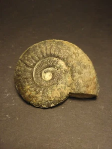 Ammonit Gräfenberg Franken Bayern Malm Grünling Fossilien Deko Fossil  - Picture 1 of 5
