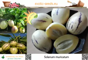 Solanum muricatum - Pepino - Birnenmelone - Melonenbirne 10+ Samen Stecketikett - Bild 1 von 8