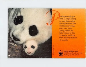 Postcard Mother & Baby Panda - Picture 1 of 2