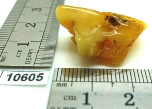 AMBRE des Baltiques 2,4 g de qualité supérieure - pierre naturelle véritable  - Imagen 1 de 5