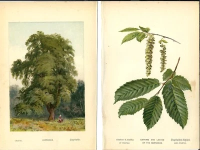 Stampa antica CARPINO BIANCO ALBERO foglie fiori botanica 1890 Antique print - Immagine 1 di 3