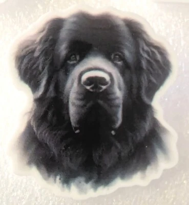 Шикарная плоская акриловая булавка Newfoundland Dog Newfie ювелирные изделия - Изображение 1 из 2