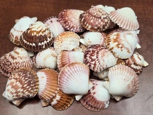 50 STCK. KLEINE ROSA ERDBEERE JAKOBSMUSCHELN ZUM SELBERMACHEN 2 1/2" - 3" - Bild 1 von 6