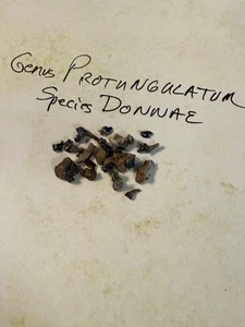 Protungulatum donnae Placental Mammal Garfield County, Montana Hell Creek Form - Picture 1 of 6