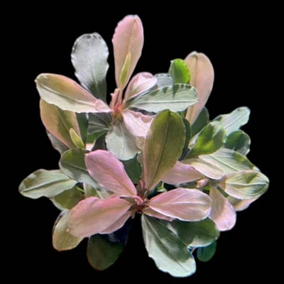 Bucephalandra Pink Malawi - Image 1 of 2
