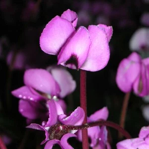 Cyclamen coum - Frühlings-Alpenveilchen Staude - Bild 1 von 1