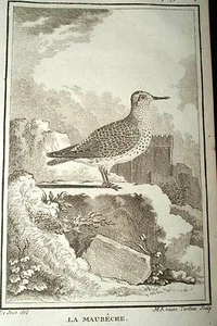 LA MAUBÊCHE GRAVURE BUFFON 1780 OISEAUX - Picture 1 of 1