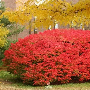 Euonymus alatus 10 Stück frische Samen, geflügelter Euonymus, brennender Busch Samen - Bild 1 von 8