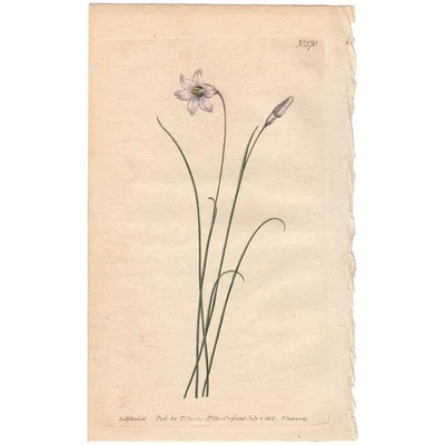 Revista botánica Curtis antigua grabado coloreado a mano 570 esbelta flor de Ixia Foto 1 de 3