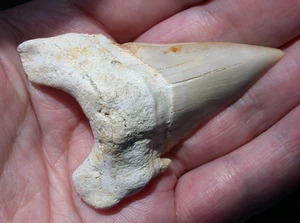 Sharp Large Extinct Otodus Fossil Shark Tooth Megalodon Ancestor 2.48 Inches - Imagen 1 de 11