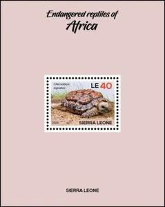 SIERRA LEONE 2025 SS1V - REPTILES - TURTLES TURTLE 3 - MNH - Picture 1 of 1