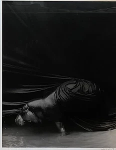 FOTOGRAFÍA ORIGINAL DE GARY HEERY 'Hipopótamo Pigmeo' - Fotógrafo de Australia - Madonna - Imagen 1 de 10