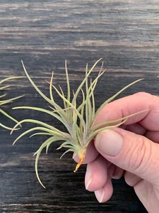 Tillandsia bandensis-Single Small Plants and Clusters - Picture 1 of 3