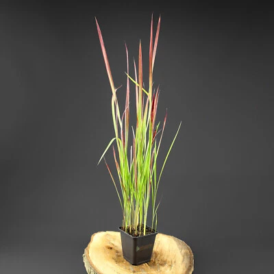 Japanisches Blutgras Imperata Red Baron im 9cm Topf rotes Ziergras - Bild 1 von 2