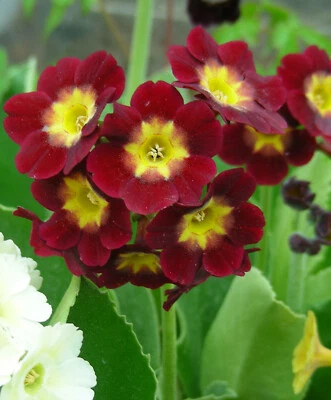 Garden or Border Auricula : Reds, Pinks : 60 Seeds : Alpine Primula Hyb.  - Image 1 of 4