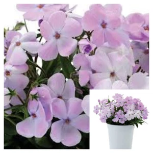 Phlox Woodlander Lavender 4iches Pot Plant Phlox Woodlander Lilac Live Plant Ht - Picture 1 of 1