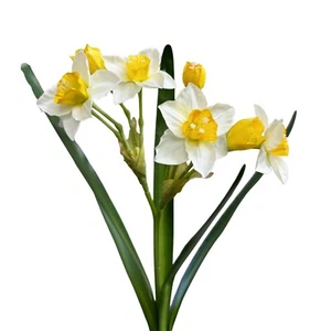 Flexible Artificial Daffodil Stem, 22 Inches - Picture 1 of 8