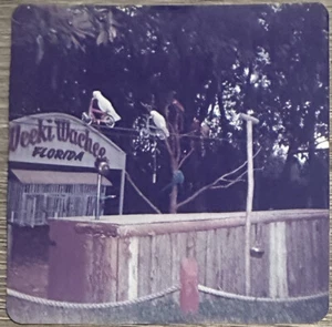 Foto vintage encontrada de aves en bicicletas Weeki Wachee Florida años 70 vacaciones familiares - Imagen 1 de 2