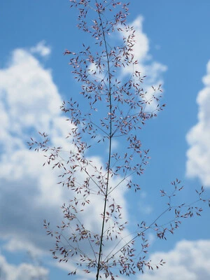 50.000 Samen Rotes Straußgras Agrostis capillaris Ziergras Süßgras Futterpflanze - Bild 1 von 2