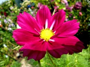 _ _AKTION__ Cosmea BORDEAUX Sommerblume ca 40 Samen - Bild 1 von 2