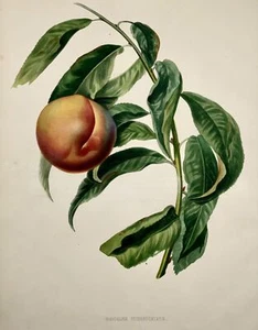 1853 A. Bivot; Arboriculture Pomology - Mignogne APRICOT - 35cm fine hand colour - Picture 1 of 2