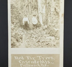 RPPC Red Fir Trees Cascade Mountains Chilliwack British Columbia Canada - Picture 1 of 4