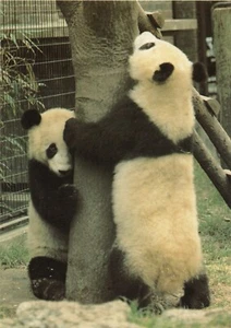 GIANT PANDA (panda bear) endemic to China-Zoological Soc. of London-ZSL 16 - Picture 1 of 2