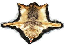 Jackal Mounted golden jackal (Canis aureus) HEAD TAXIDERMY Rug taxidermy 3