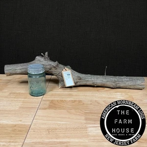 American Hornbeam ! 27.5” Log 3.5 Lbs - #W0008 - Picture 1 of 13