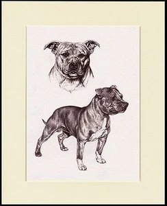 STAFFORDSHIRE BULL TERRIER DOG SKETCH PRINT MOUNTED READY TO FRAME - Picture 1 of 1