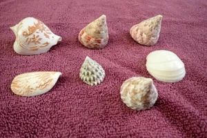 Vintage Beautiful Sea Shells lot Pleurotomaria & Hand Engraved Conch Sea Décor - Picture 1 of 16