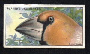 THE HAWFINCH 1929 JOHN PLAYER CIGARETTES CURIOUS BEAKS #20 VG - Picture 1 of 2