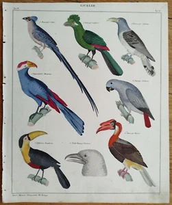 Vögel Tukan Papagei - Oken Großer Originaldruck Koloriert Folio - 1843 - Bild 1 von 2