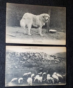 Pyrénées - France  Sheeps dog in the mountains postcard (Set of 2) - Picture 1 of 5