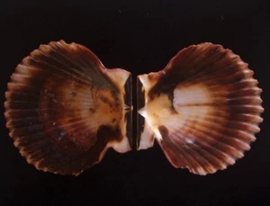 Seashell Pecten púrpuratus RARO COLOR NARANJA 81mm F+ - Imagen 1 de 4