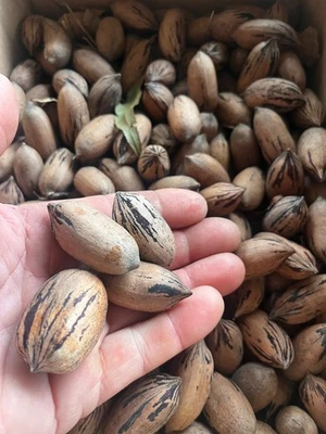 2025 Fresh Texas Native Pecans в оболочке 5 фунтов сумка - Изображение 1 из 2