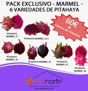Pack´s esquejes enraizados de 6 variedades de pitahaya Marmel (Novedad). - Imagen 1 de 9