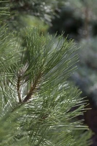 Pinus nigra 'Nana', Schwarzkiefer, kompakt, 25–30 cm - Bild 1 von 8