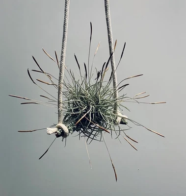 8 CLUSTERS Live Air Plants Tillandsia Recurvata Texas Ball Moss Crafts Gift Boho - Image 1 of 4